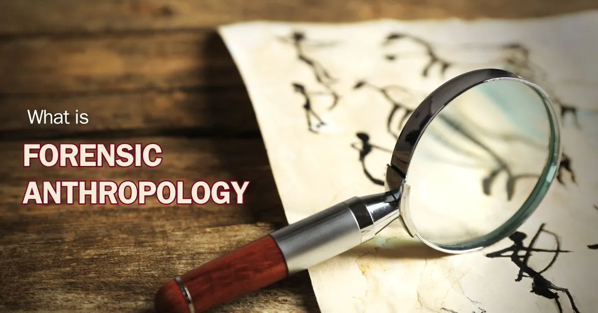 What is Forensic Anthropology – A Complete Overview