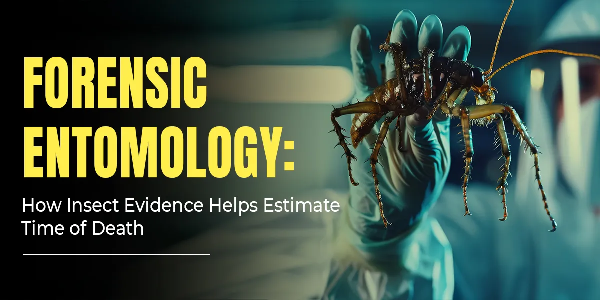 Forensic Entomology: How Insect Evidence Helps Estimate Time of Death