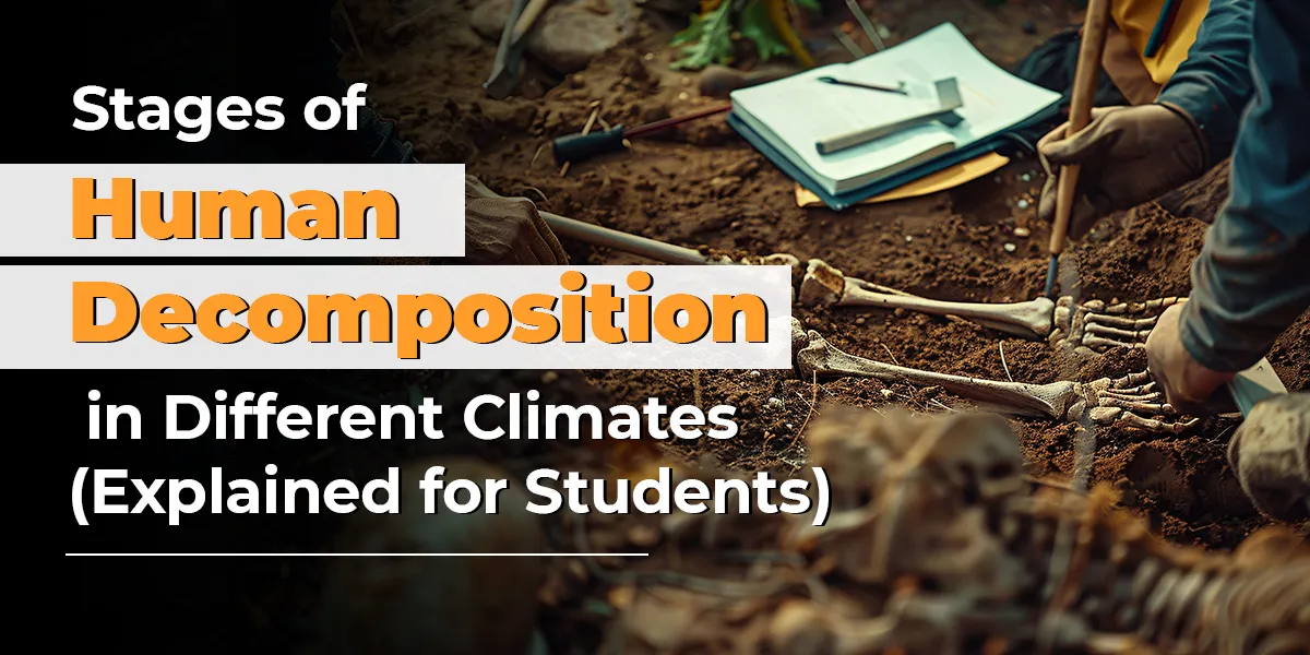 Stages of Human Decomposition in Different Climates (Explained for Students) 